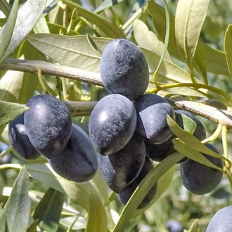 Măslin Kalamon, C2 imagine 4