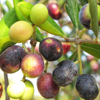 Măslin Megaritiki imagine 11