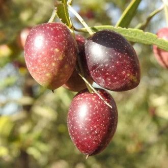 Маслина дърво Carolea, C2 изображение 3