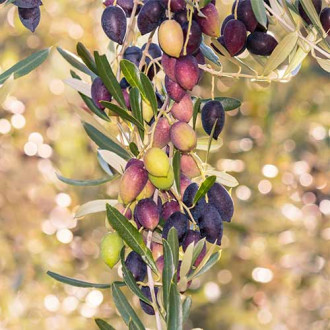 Маслина дърво (columnar) Arbequina изображение 11