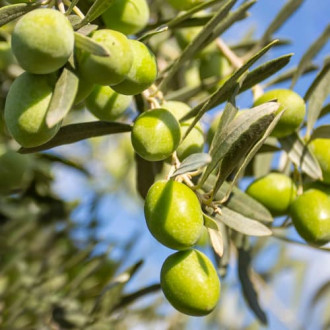 Маслина дърво Damaskinati, C2 изображение 1