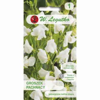 Lathyrus odoratus (Sângele voinicului) alb imagine 12