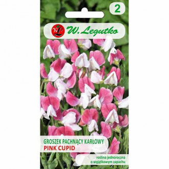 Lathyrus odoratus (Sângele voinicului) Pink Cupid imagine 10
