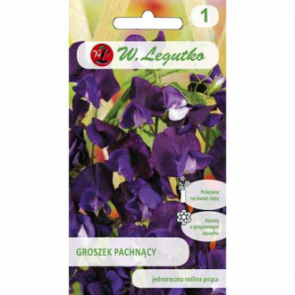 Lathyrus odoratus (Sângele voinicului) violet imagine 11