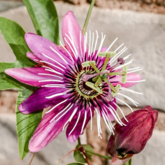 Męczennica (Passiflora) Victoria interface.image 1