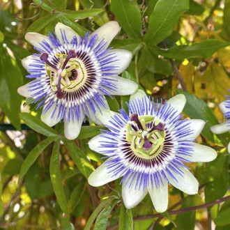 Męczennica (Passiflora) White-Blue interface.image 4