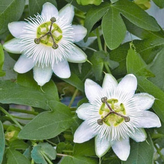 Męczennica (Passiflora) White interface.image 6