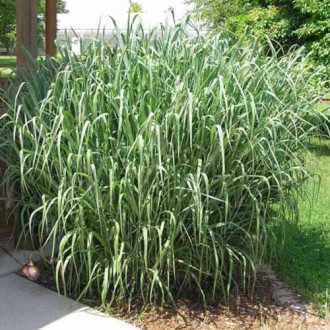 Mei decorativ Dallas Blues imagine 2