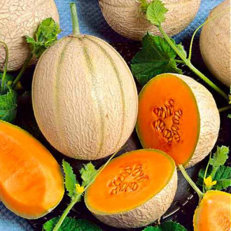 Melon Malaga F1 interface.image 9