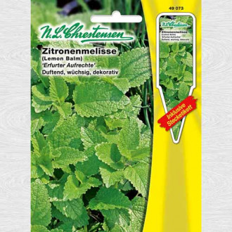 Mentă lămâioasă imagine 10