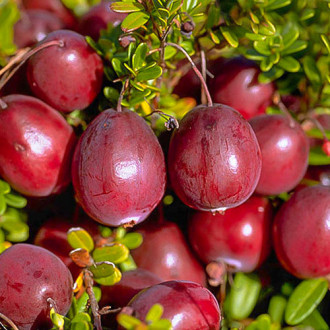 Merișor Ben Lear, P9 imagine 3