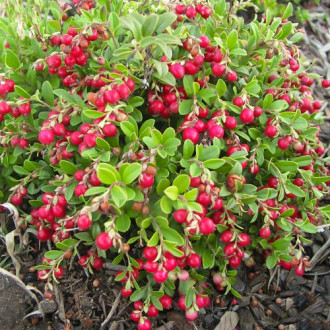 Merișor Koralle imagine 5