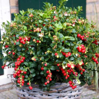 Merisor Miss Cherry imagine 8