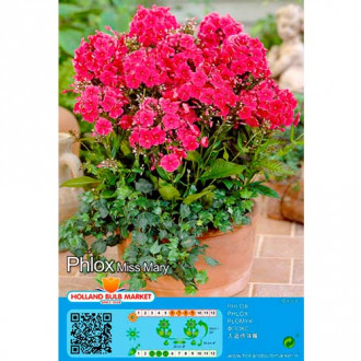 Метличен флокс Miss Mary изображение 11