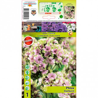 Метличен флокс Starburst изображение 12