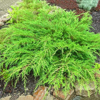 Microbiota decussata Jakobsen imagine 4