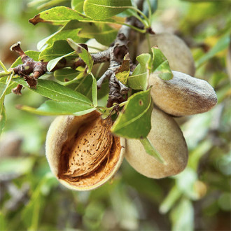 Migdal Desert imagine 3