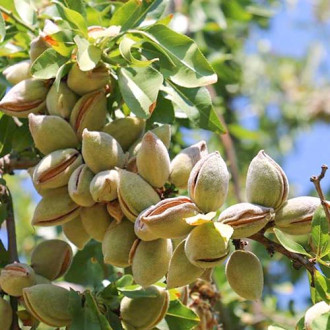 Migdal Guara imagine 5