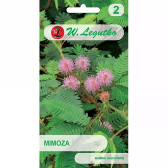 Мимоза срамежлива изображение 1