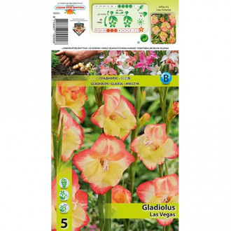 Мини гладиолус Las Vegas изображение 17