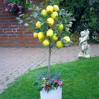 Mini Jabłoń Garden Gold interface.image 2
