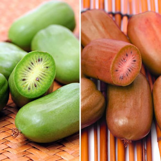Super oferta! Zestaw Mini kiwi (aktinidia) Zielone Duo, 2 sadzonki interface.image 2