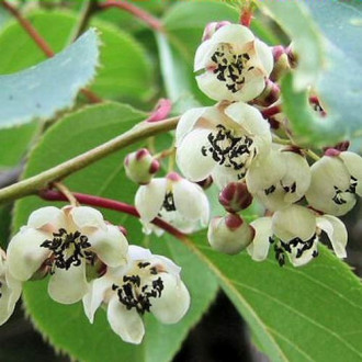 Mini kiwi Adam imagine 12