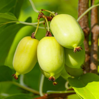 Mini kiwi Chang Bai Giant, С2 imagine 10