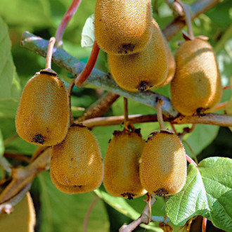 Mini kiwi (aktinidia) Dr Szymanowski interface.image 4