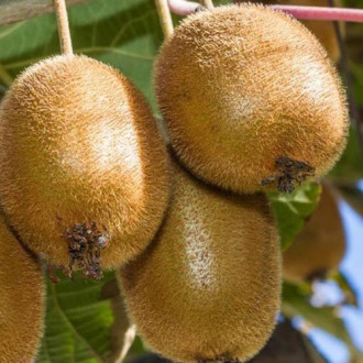 Mini kiwi (aktinidia) Hayward interface.image 11