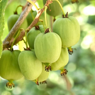 Mini kiwi Hokey Pokey®, С2 imagine 1