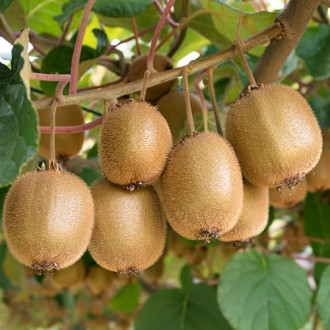 Mini kiwi (aktinidia) Jenny, P9 interface.image 5