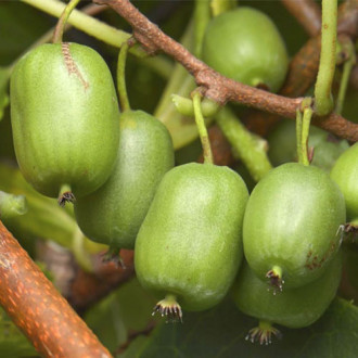 Mini kiwi (aktinidia) Vitikiwi ®, С2 interface.image 11