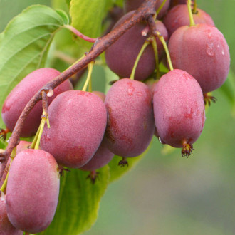 Mini kiwi Purpurna Sadowa imagine 9
