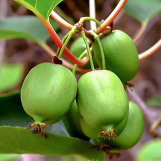 Mini kiwi Sentyabraskaya imagine 10