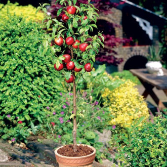 Mini-Nectarin Rubis imagine 6