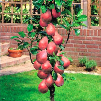 Mini-Păr Garden Red imagine 5