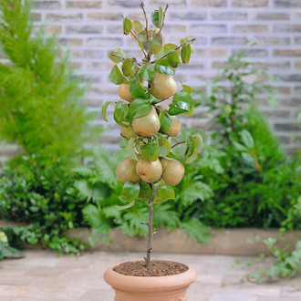 mini Păr GardenPearl®, C2 imagine 4