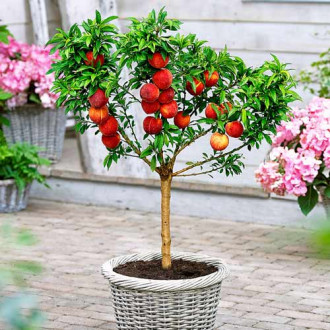 Mini-Piersic Honey Red imagine 3