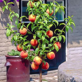 mini Праскова HoneyRed®, C2 изображение 5