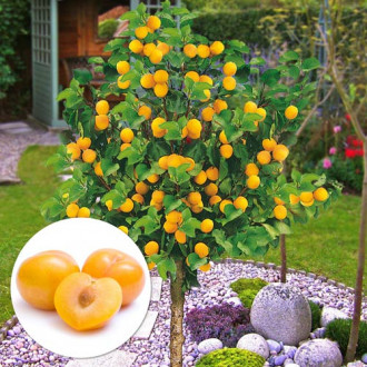 Mini-Prun Gold Dust imagine 15