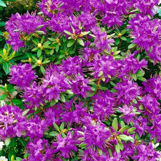 Rhododendron Blue Silver imagine 7