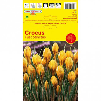 Минзухар Fuscontinctus изображение 6