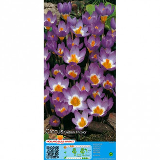 Минзухар Sieberi Tricolor изображение 3