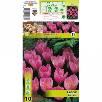 Минзухар Zonatus изображение 4