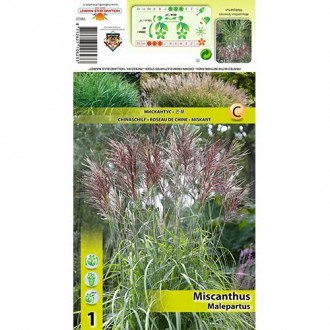 Stuf chinezesc (Miscanthus) Malepartus imagine 1