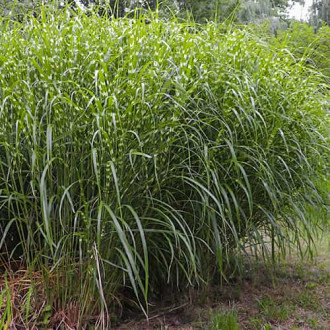 Miscanthus sinensis Little Zebra, С2 imagine 15