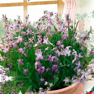 Mixandre roz-violet imagine 4