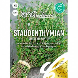 Многогодишна мащерка Deutscher Winter Chrestensen изображение 2