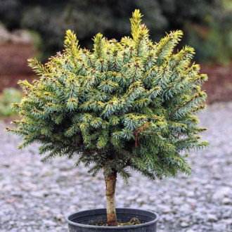 Molid argintiu Peve Tijn, C5 imagine 7